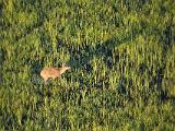 Africa 251 : Aerial View, Africa, Animal, Botswana, Delta, Landscape, Mammal, Mombo, Okavango, Sitatunga, Travel